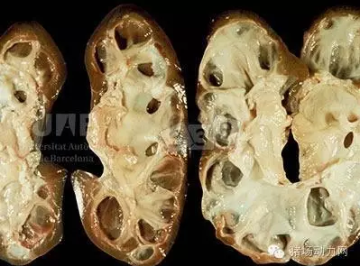 【技術(shù)】最新豬病診斷，配高清圖（一）