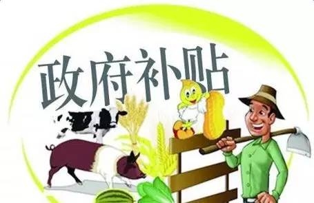 申報(bào)養(yǎng)豬補(bǔ)貼不成功？這些“潛規(guī)則”一般人都不懂