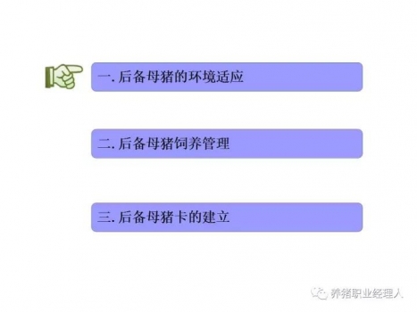 必修課|后備母豬的環(huán)境適應(yīng)程序