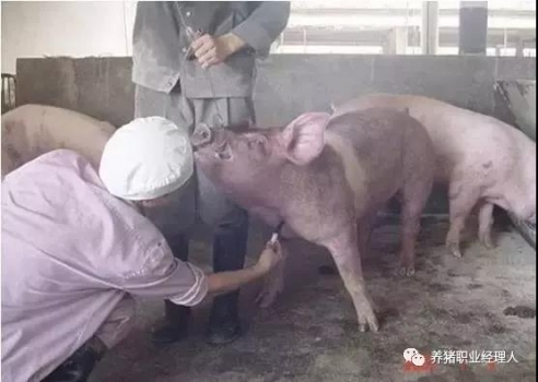 必修課 | 后備母豬的環(huán)境適應(yīng)程序（2）
