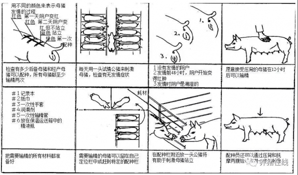 零基礎(chǔ)教您給豬配種及配種后母豬的管理