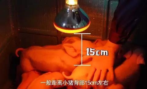 冷空氣來襲，仔豬保溫就要這么做