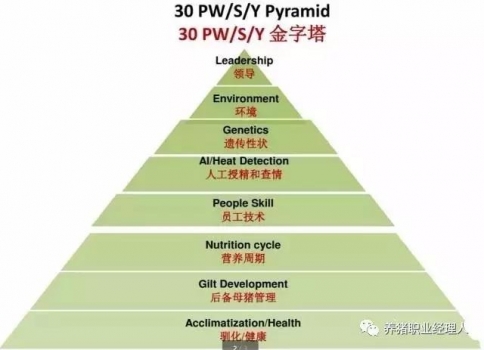 標準的后備母豬管理及記錄規(guī)范