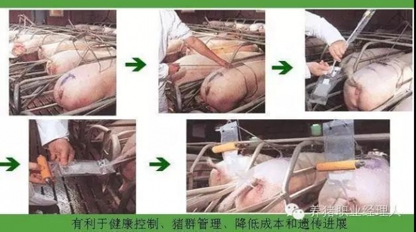 周批生產(chǎn)豬場繁殖區(qū)域基本工作流程及重點(diǎn)