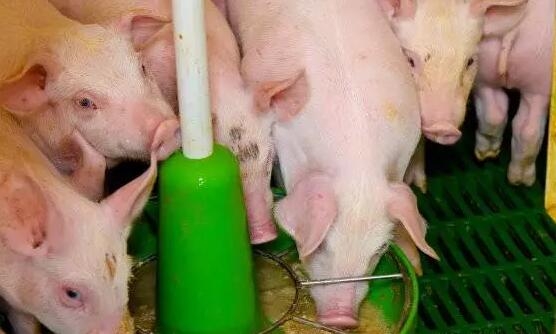 飼料香味劑對飼料抗氧化性、育肥豬生長性能和肉質(zhì)的影響